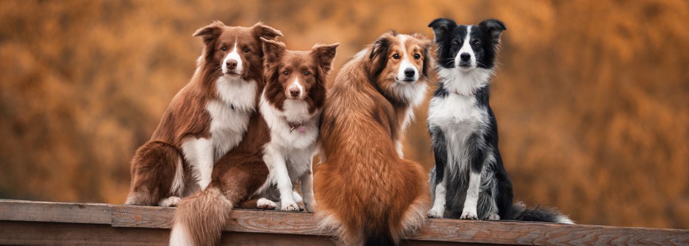 Top 10 des chiens les plus intelligents