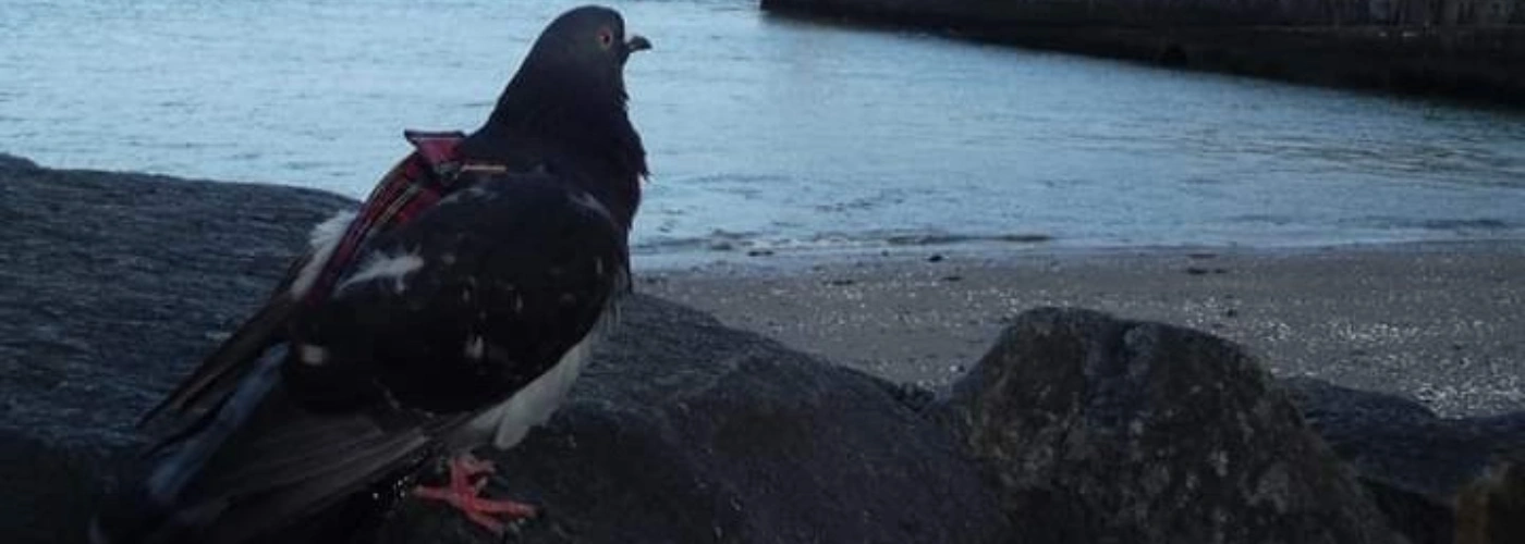 Le pigeon : l'animal de compagnie idéal ?