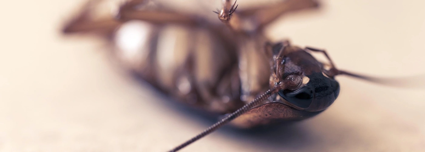Quels sont les anti-cafards naturels